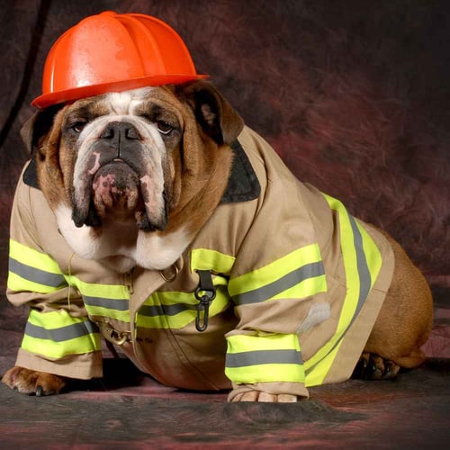 National Pet Fire Safety Day