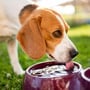 National Pet Hydration Awareness Month