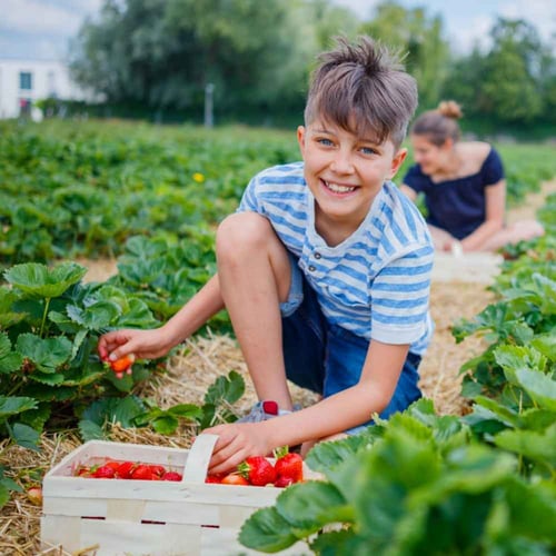 National Pick Strawberries Day