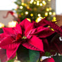 ​National Poinsettia Day