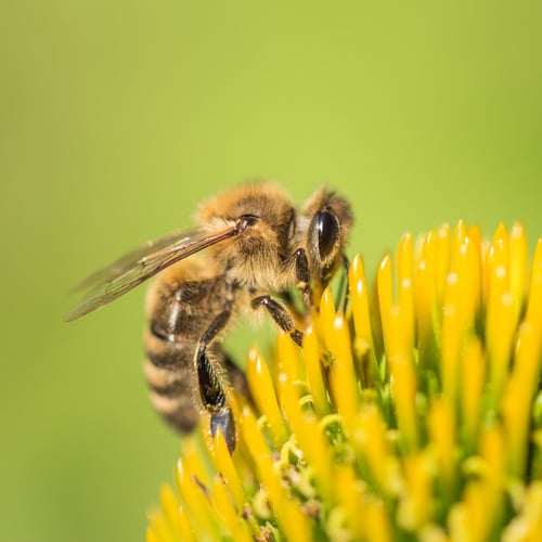 National Pollinator Week