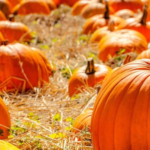 National Pumpkin Day