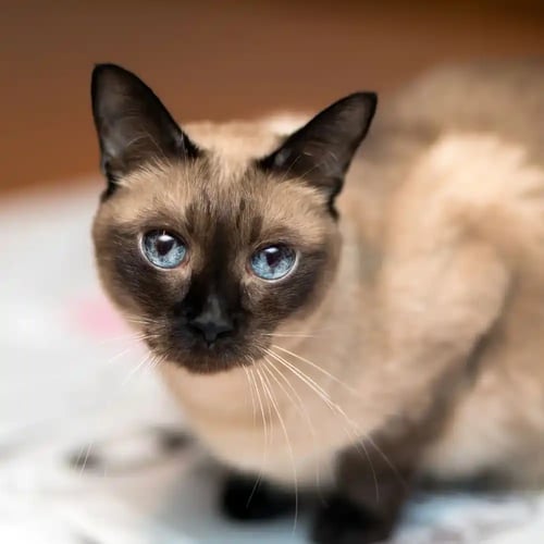 National Siamese Cat Day