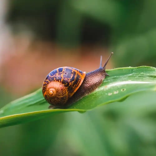 National Snail Day