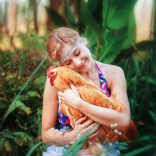 National Snuggle a Chicken Day