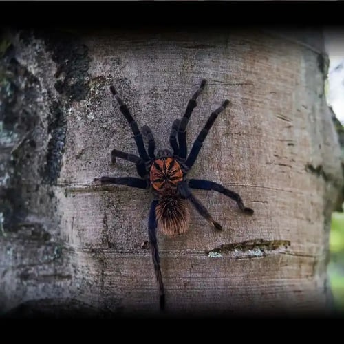 National Tarantula Appreciation Day