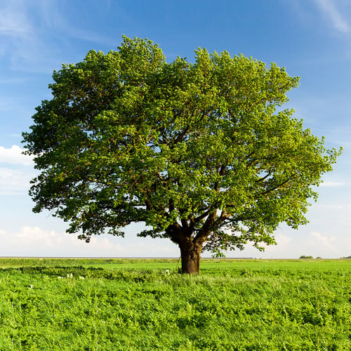 National Tree Day