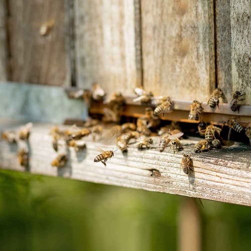 National Urban Beekeeping Day