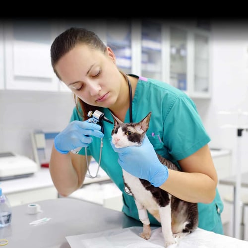 National Veterinary Technician Week