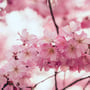 Peach Blossom Day