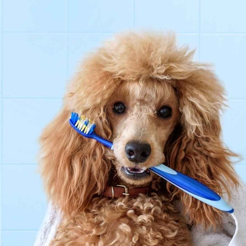 Pet Dental Health Month