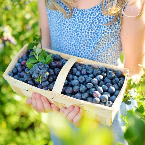 Pick Blueberries Day