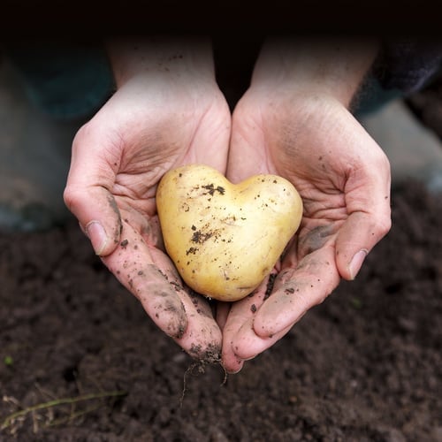 Potato Lovers Month