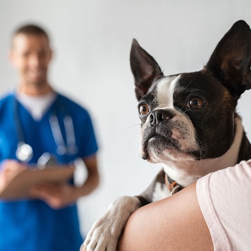 Prevent Lyme Disease in Dogs Month