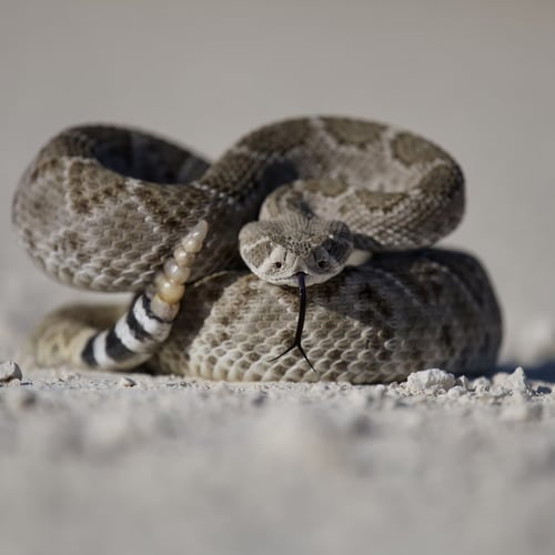 Rattlesnake Roundup Day