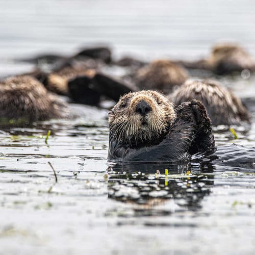 Sea Otter Awareness Week