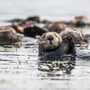 Sea Otter Awareness Week