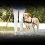 Seeing-Eye Guide Dog Anniversary