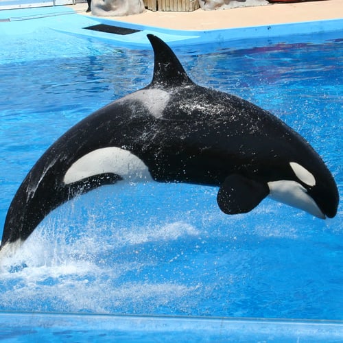 Shamu the Whale Day