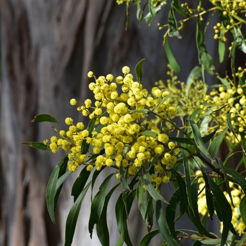 Wattle Day