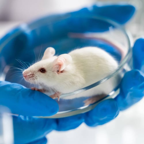 World Day for Animals in Laboratories