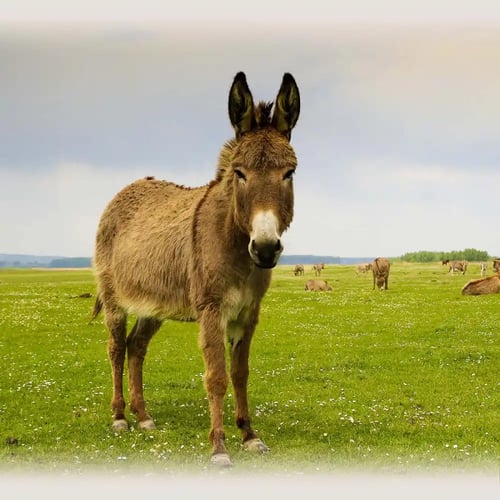 World Donkey Day