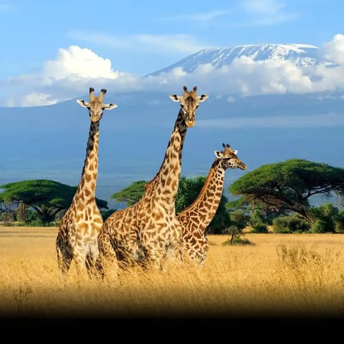 World Giraffe Day