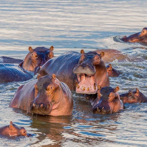 World Hippo Day