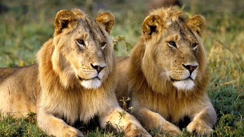 World Lion Day