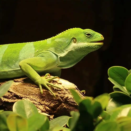 World Lizard Day