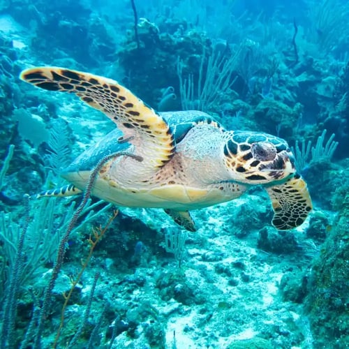 World Sea Turtle Day