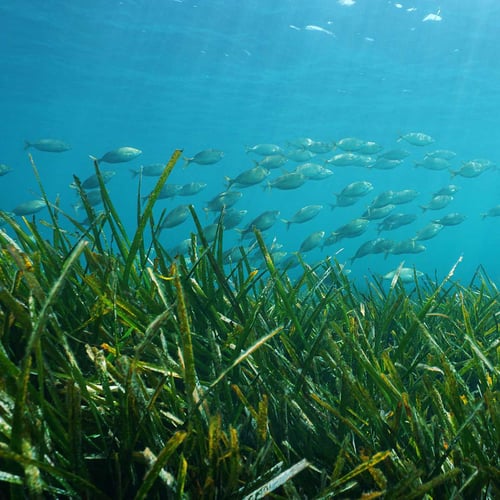 World Seagrass Day