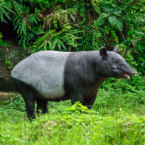 World Tapir Day