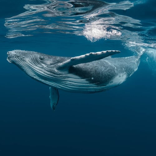 World Whale Day