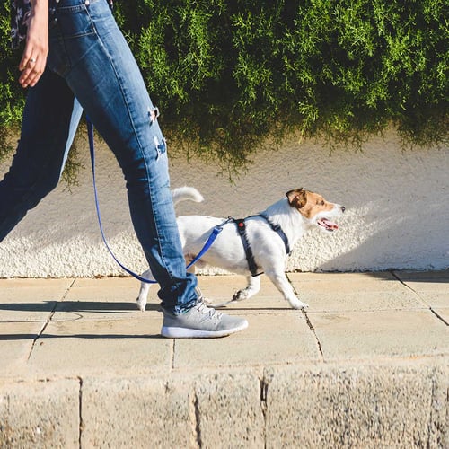 World’s Largest Pet Walk