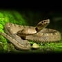 World’s Largest Rattlesnake Roundup